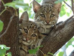 bobcats in tree nook 