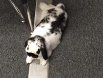 Oreo Relaxing