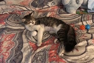 My Cat-Raja