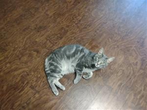 My Cat-Elmo