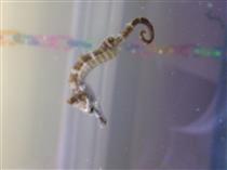 Seahorse