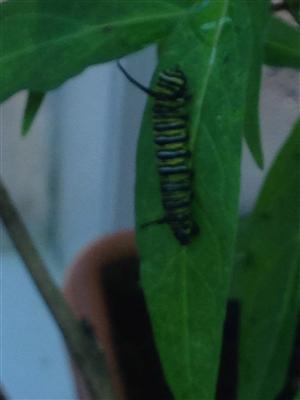 Monarchs for Math? 