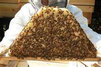 Bees