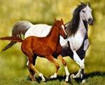 mustangs 