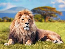 Leon Lion 