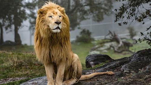 Lion 