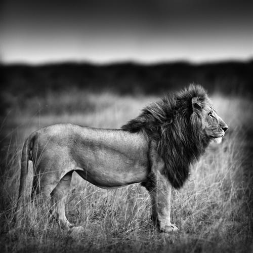lion 