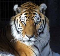 tiger