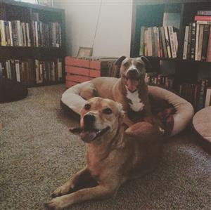 Ava and Dave 