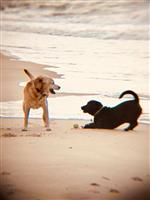 dogs 