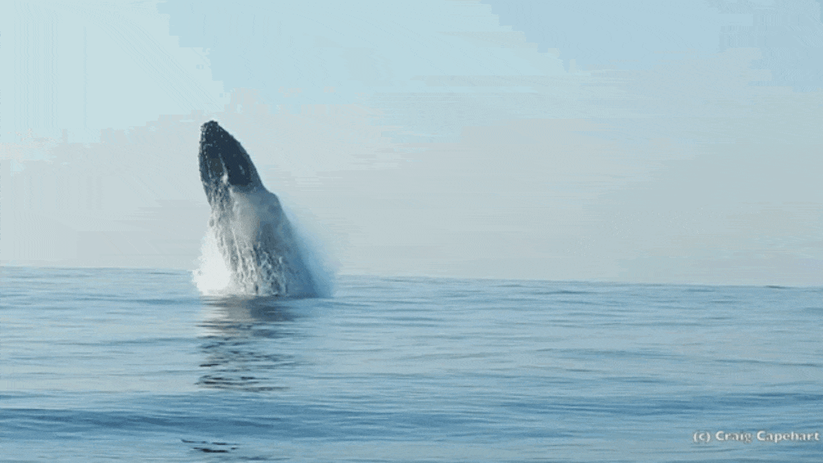 whale 
