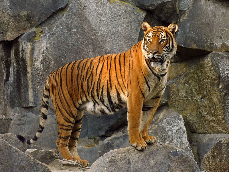 Go Tigers