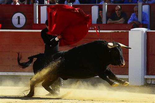 Bullfight Bullfight
