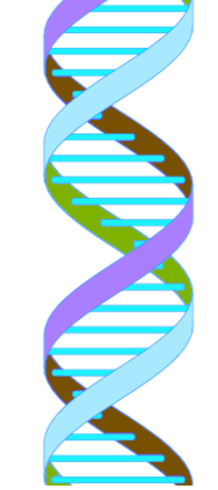 dna