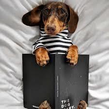 Adorable Dog 