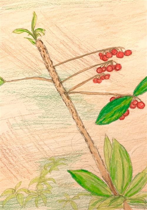 Memory drawing 