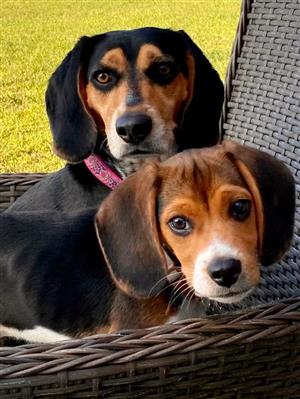 pups