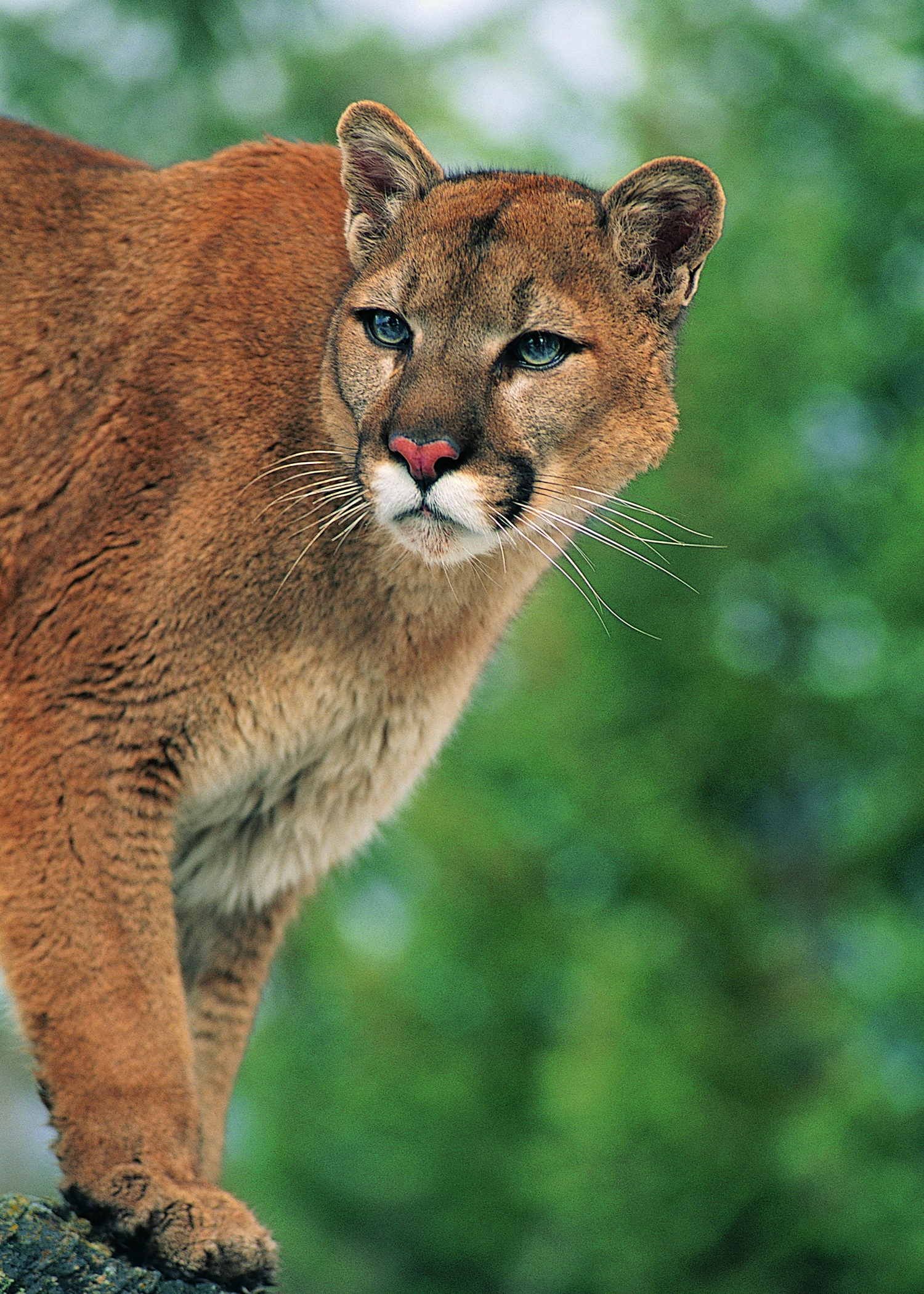 Panther 